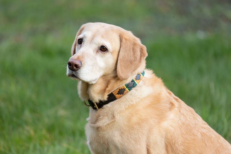 Benji &amp; Flo Sublime Polo Leather Dog Collar image 15